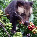 bali-luwak-coffee