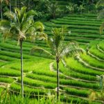 jatiluwih-rice-terrace